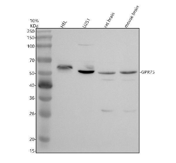 a13384 2 gpr75 primary antibodies wb testing 1