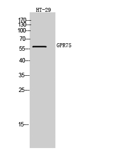 a13384 gpr75 primary antibodies wb testing 2