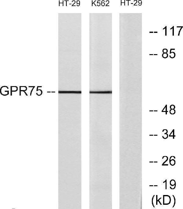 a13384 gpr75 primary antibodies wb testing 3