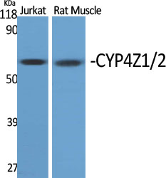 a13386 cyp4z1 primary antibodies wb testing 2