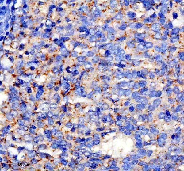 a13389 1 spink9 primary antibodies ihc testing 1