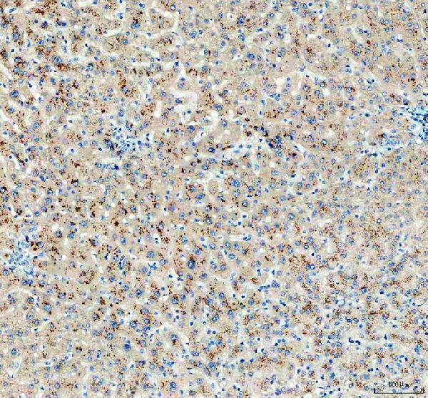 a13389 1 spink9 primary antibodies ihc testing 2