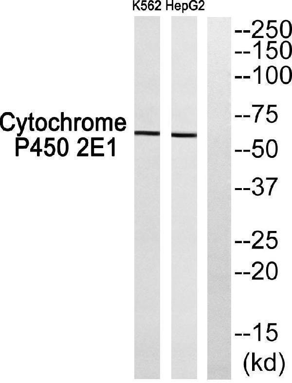 a13390 cdh20 primary antibodies wb testing 4