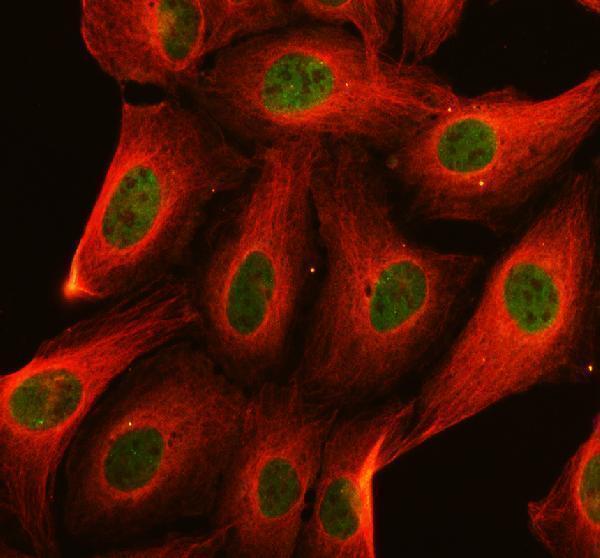 IF analysis of MXRA8 using anti-MXRA8 antibody (A13392-2) and anti-Alpha Tubulin antibody (M03989-3)