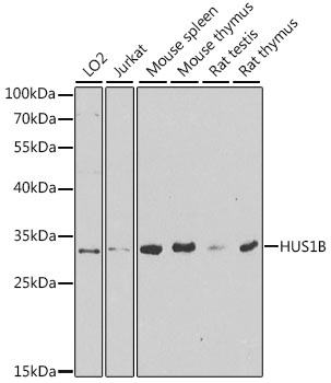 Western blot analysis of extracts of various cell lines, using HUS1B antibody  at 1:1000 dilution