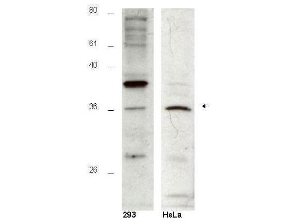 a13393 hus1b primary antibodies wb testing 1