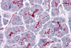 Immunohistochemistry of SLAIN1 in human pancreas with SLAIN1 antibody at 5 μg/mL