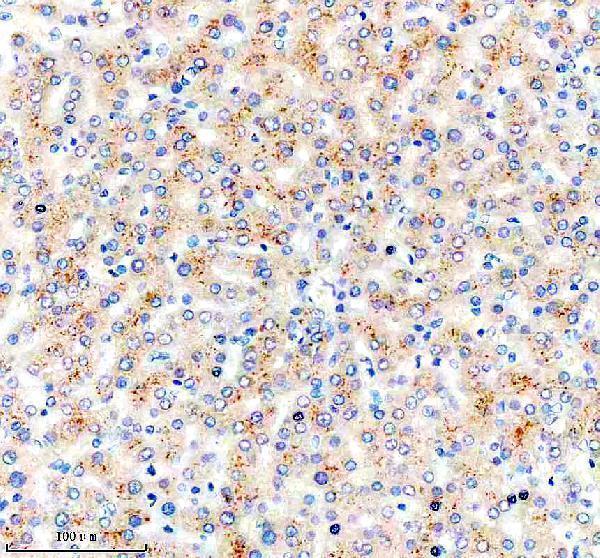  IHC analysis of NSUN6 using anti-NSUN6 antibody (A13404-3)