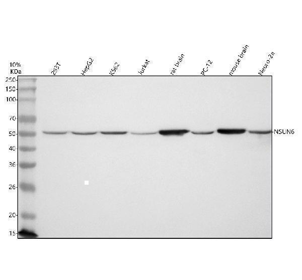  Western blot analysis of NSUN6 using anti-NSUN6 antibody (A13404-3)