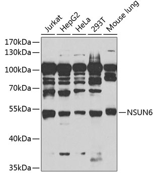 Western blot analysis of extracts of various cell lines, using NSUN6 antibody  at 1:1000 dilution