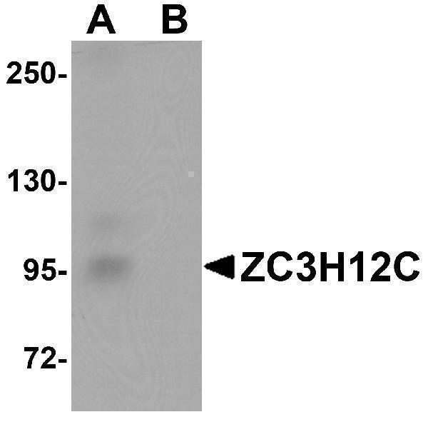 a13406 zc3h12c primary antibodies wb testing 1