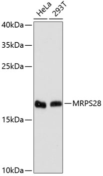 Western blot analysis of extracts of various cell lines, using MRPS28 antibody  at 1:3000 dilution