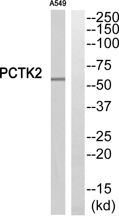 a13416 cdk17 primary antibodies wb testing 1