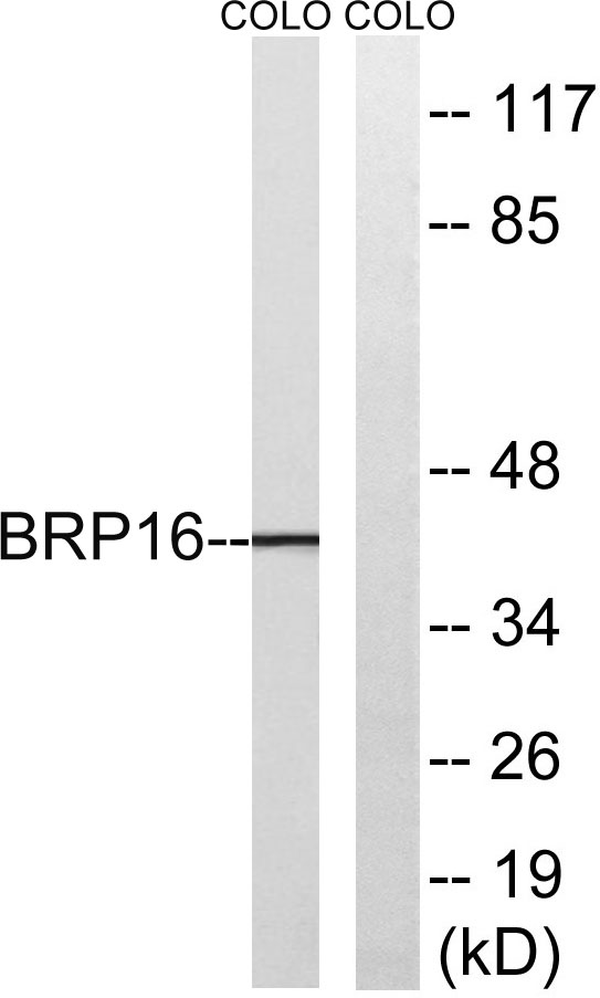 a13420 1 hgh1 primary antibodies wb testing 3