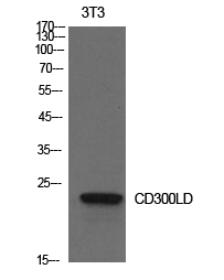 Western Blot analysis of NIH-3T3 cells using CD300d Polyclonal Antibody