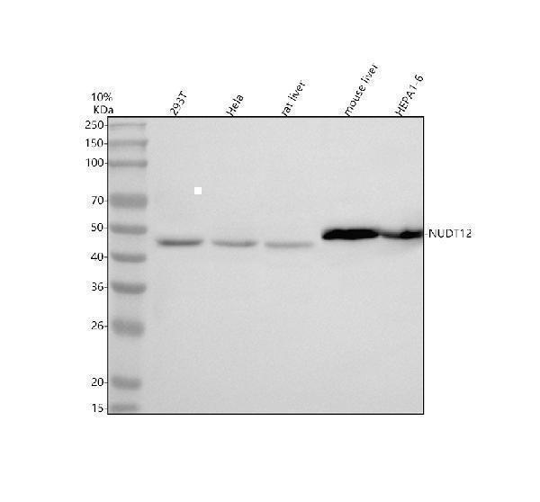  Western blot analysis of NUDT12 using anti-NUDT12 antibody (A13426-1)