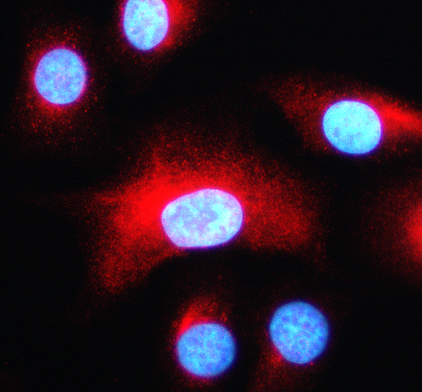 a13430 1 spcs2 primary antibodies if testing 1