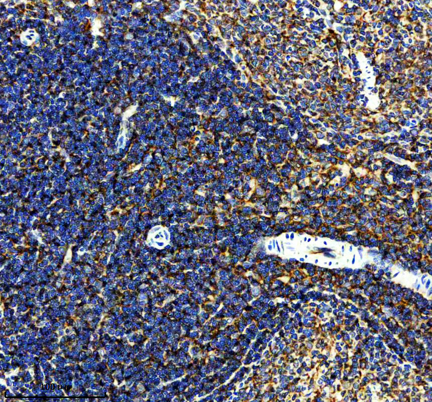 a13430 1 spcs2 primary antibodies ihc testing 3