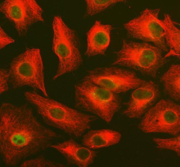 a13434 1 pus7 primary antibodies if testing 1