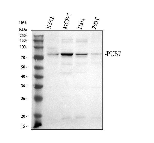 Western blot analysis of PUS7 using anti-PUS7 antibody (A13434-1)
