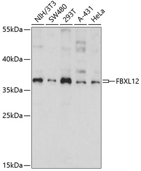 Western blot analysis of extracts of various cell lines, using FBXL12 antibody  at 1:1000 dilution