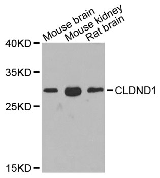 a13444 cldnd1 primary antiboties wb testing 1