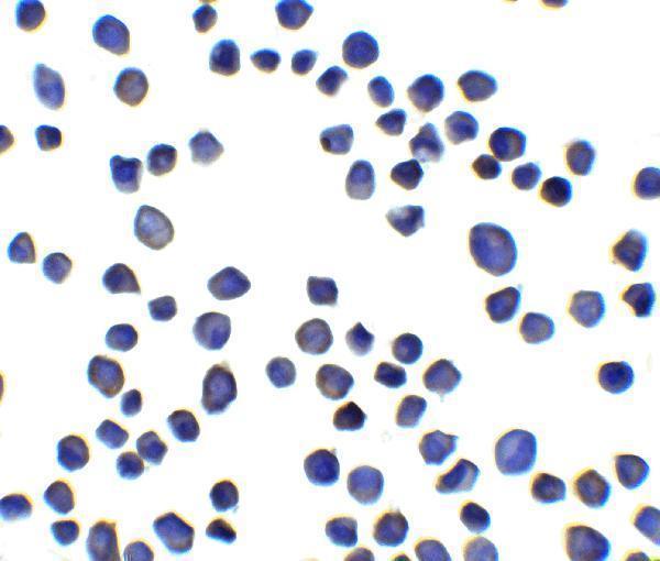 a13447 susd3 primary antibodies icc testing 2