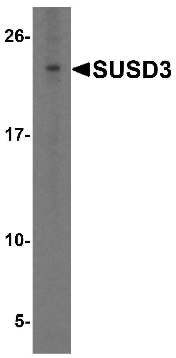 a13447 susd3 primary antibodies wb testing 1