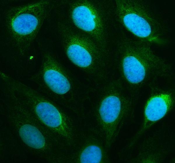 a13448 1 dnajb12 primary antibodies if testing 1