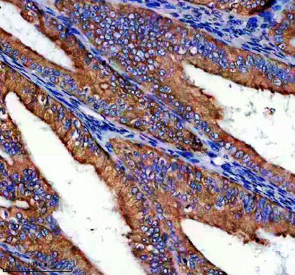 a13448 1 dnajb12 primary antibodies ihc testing 1