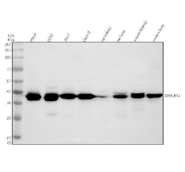 a13448 1 dnajb12 primary antibodies wb testing 1