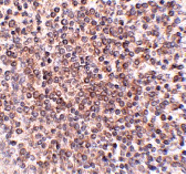 a13456 c12orf75 primary antibodies ihc testing 2