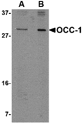 a13456 c12orf75 primary antibodies wb testing 1