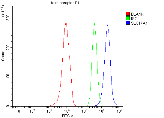 Figure 2. Flow Cytometry analysis of 293T cells using anti-SLC17A4 antibody (A13469-1). Overlay histogram showing 293T cells stained with A13469-1 (Blue line). The cells were fixed with 4% paraformaldehyde and blocked with 10% normal goat serum. And then incubated with rabbit anti-SLC17A4 Antibody (A13469-1, 1 microg/1x106 cells) for 30 min at 20°C. DyLight®488 conjugated goat anti-rabbit IgG (BA1127, 5-10 microg/1x106 cells) was used as secondary antibody for 30 minutes at 20°C. Isotype control antibody (Green line) was rabbit IgG (1 microg/1x106) used under the same conditions. Unlabelled sample without incubation with primary antibody and secondary antibody (Red line) was used as a blank control.