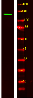 Western Blot analysis of HEK293 lysis, using primary antibody at 1:1000 dilution