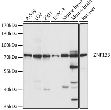 Western blot analysis of extracts of various cell lines, using ZNF133 antibody  at 1:1000 dilution