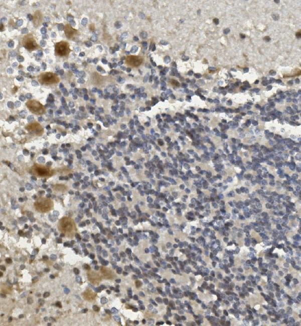 a13507 2 rad9b primary antibodies ihc testing 5