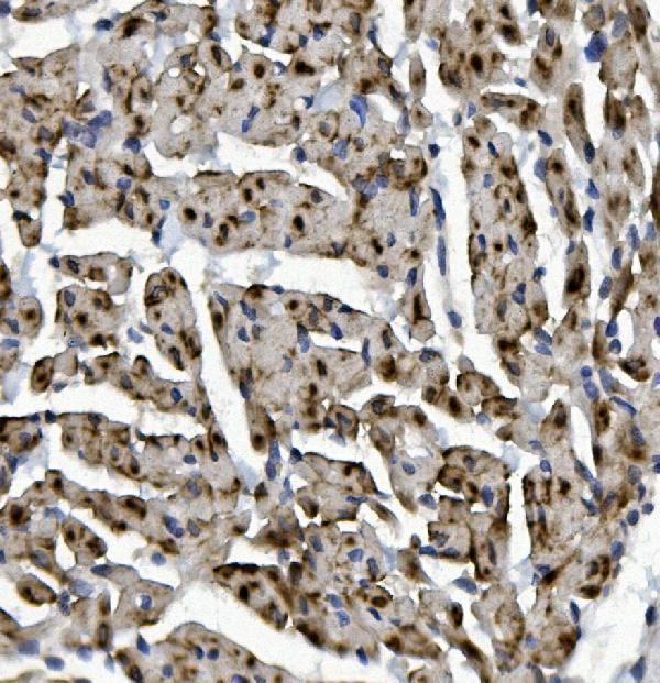 a13507 2 rad9b primary antibodies ihc testing 6