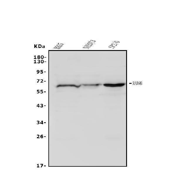 a13507 2 rad9b primary antibodies wb testing 1