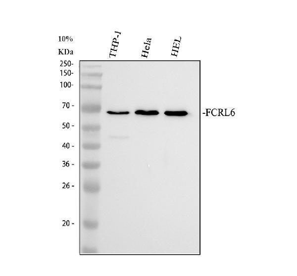 a13513 1 fcrl6 primary antibodies wb testing 1