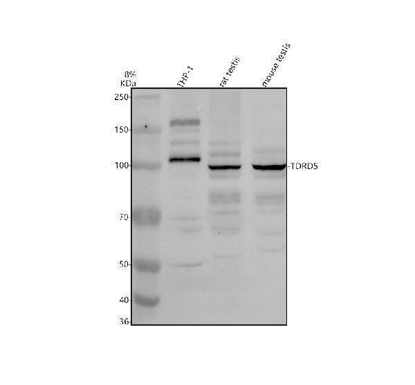 a13514 tdrd5 primary antibodies wb testing 1