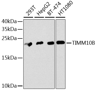 a13519 timm10b primary antiboties wb testing 1
