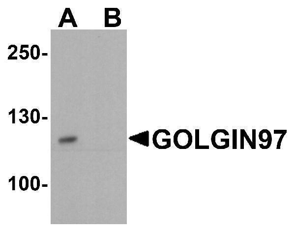 a13524 golga1 primary antibodies wb testing 1