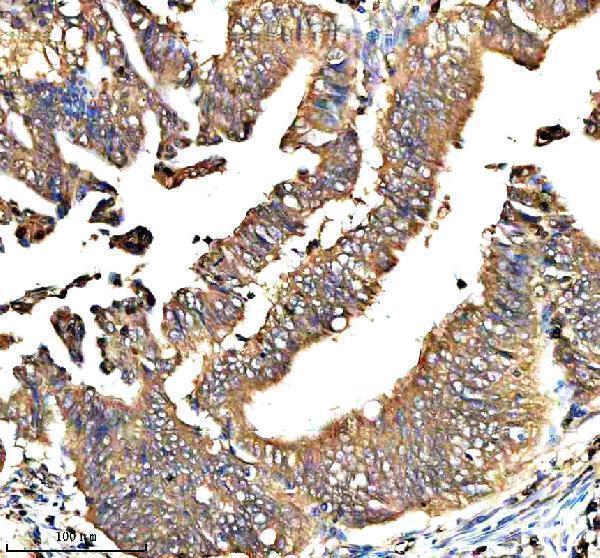  IHC analysis of QRSL1 using anti-QRSL1 antibody (A13528-2)
