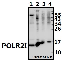 a13529 polr2i primary antiboties wb testing 1
