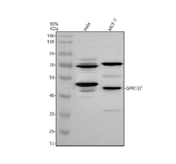 a13534 2 gpr137 primary antibodies wb testing 1