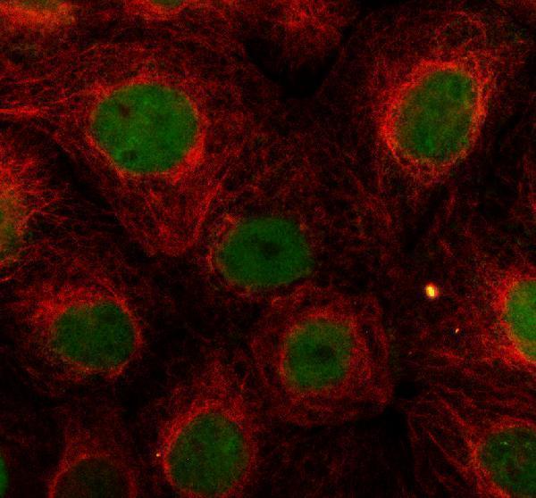 a13540 2 lratd2 primary antibodies if testing 1