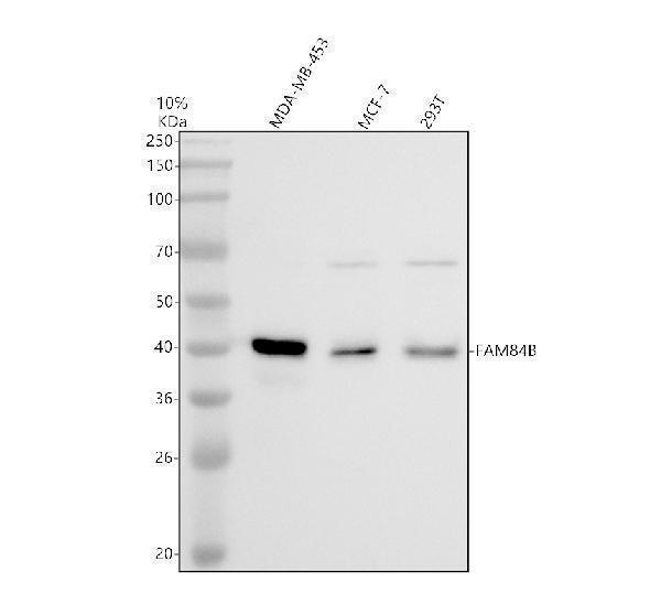 a13540 2 lratd2 primary antibodies wb testing 1