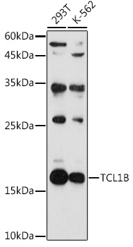 a13545 tcl1b primary antiboties wb testing 1