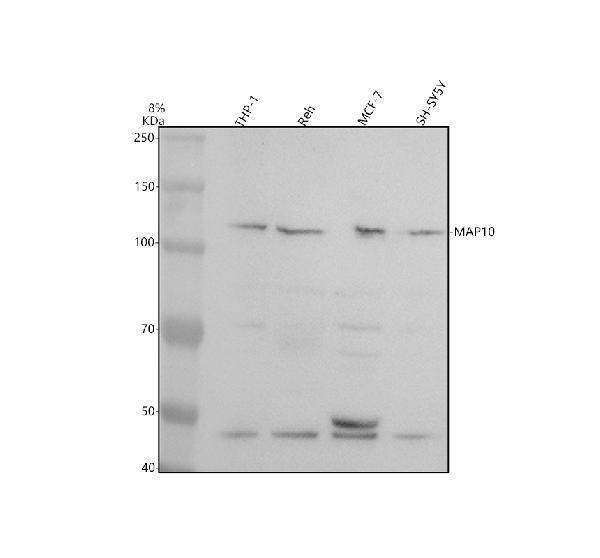 Western blot analysis of MAP10 using anti-MAP10 antibody (A13550)